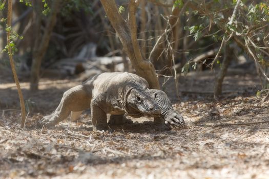 Komodo Dragon walking in the wild on Komodo Island