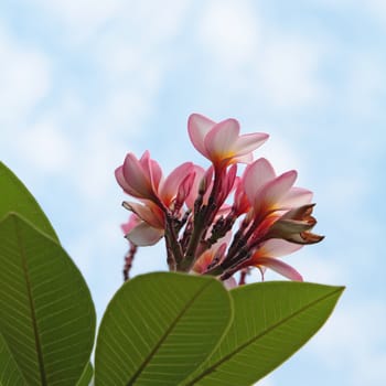 Pink frangipani flowers with clouds and sky