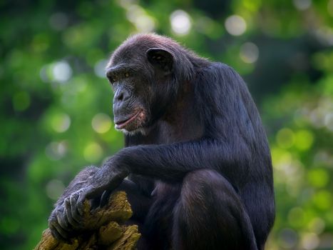 Common Chimpanzee sitting next to a river in the wild