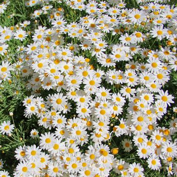 Background of the beautiful white daisy flower