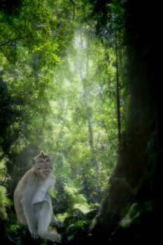 Long-tailed Macaque Monkey in the Monkey forest in Bali