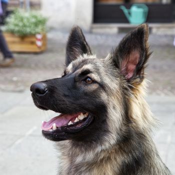 Happy dog German shepherd-like, close up of face