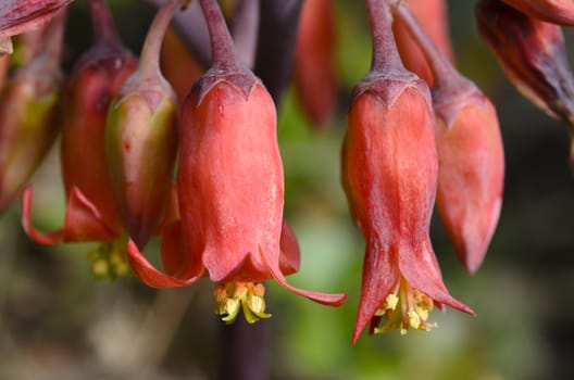 Brachychiton Acerifolius, its flowers are very cute, because they have the bright red bell-shaped flowers.