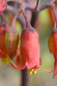 Brachychiton Acerifolius, its flowers are very cute, because they have the bright red bell-shaped flowers.