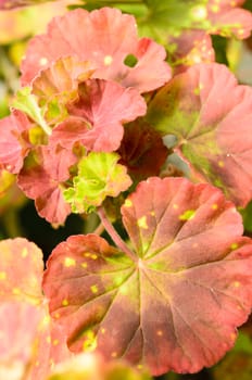 Close up of a a leaf of a variegated leaf geranium growing in a clay pot on a home patio.