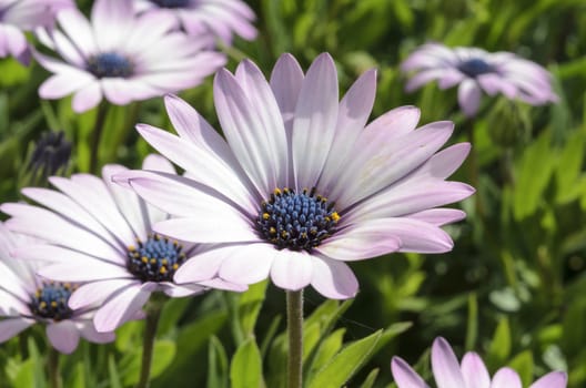 Summer meadow with violet daisies blooming