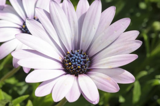 Summer meadow with violet daisies blooming
