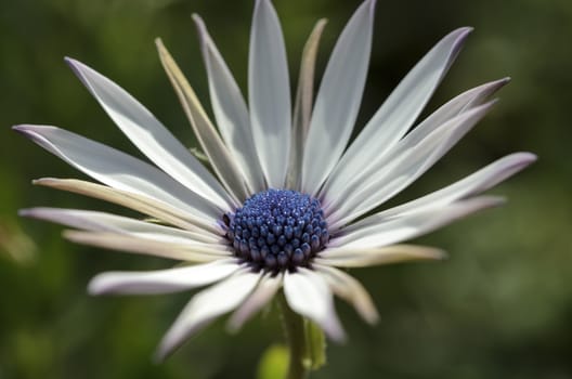 Summer meadow with violet daisies blooming