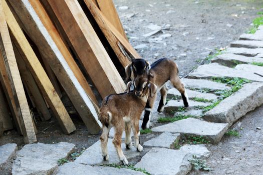 Two goatling on a stone path. Everest region, Nepal, Himalayas