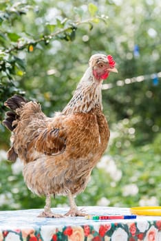 Chickens Laying hens  is a outdoors day