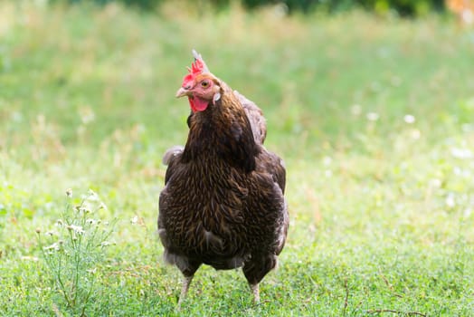 Chickens Laying hens  is a outdoors day