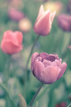 Retro Pastel Tinted Tulips In Spring