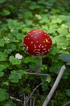 Amanita Muscaria mushroom