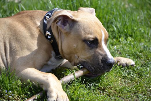 American Staffordshire Terrier playing with a stick