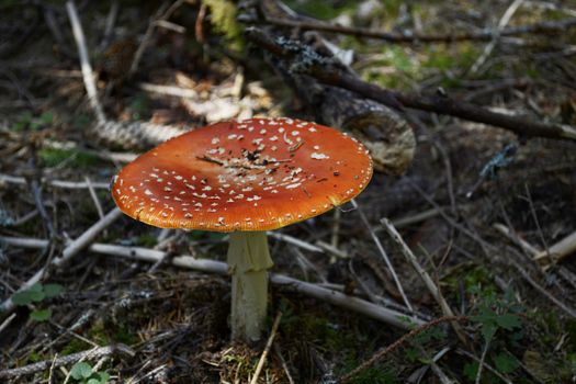 Amanita Muscaria in the woods