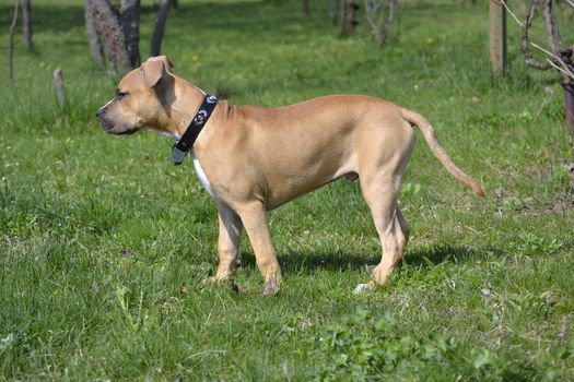 American Staffordshire Terrier puppy over green background