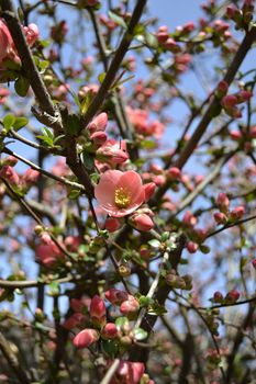 Chinese flowering apple blooming in the spring