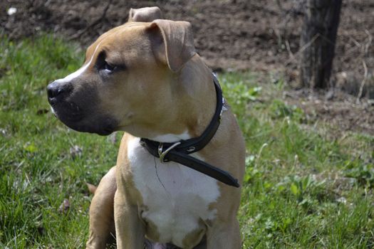 Close up of American Staffordshire Terrier