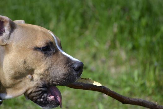 Close up of American Staffordshire Terrier profile playing with a stick