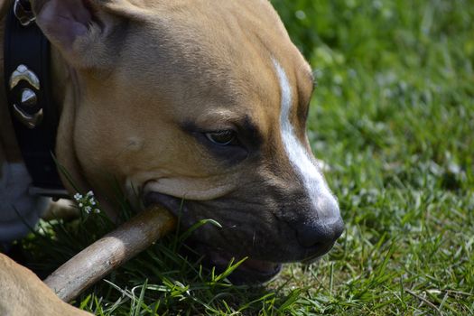 Close up of young American Staffordshire Terrier that gnaws a stick
