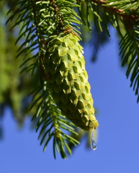Dew drop on a fir cone