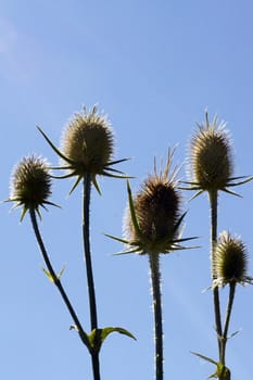 Thistle isolated over blue sky background