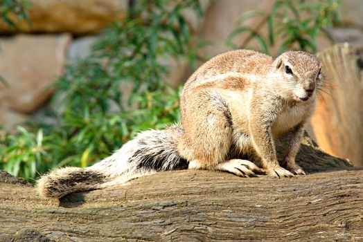 Photo shows a closeup of a wild rodent in the nature.