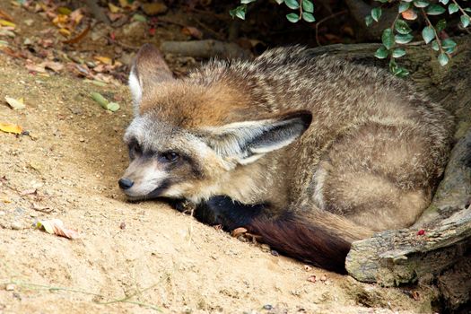 Photo shows a closeup of a wild dog in the nature.