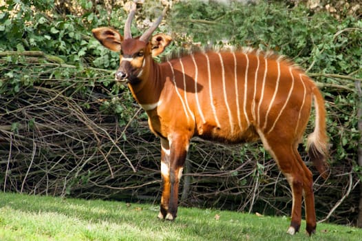 Photo shows a closeup of a wild antelope in the nature.