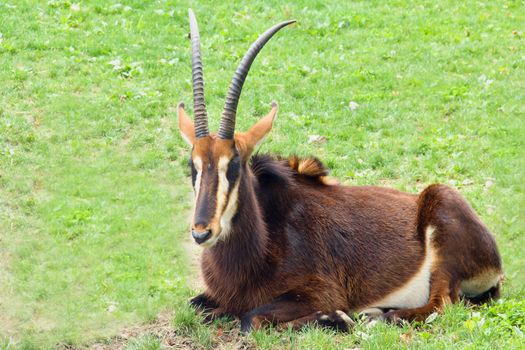 Photo shows a closeup of a scimitar-horned oryx  in the wood.