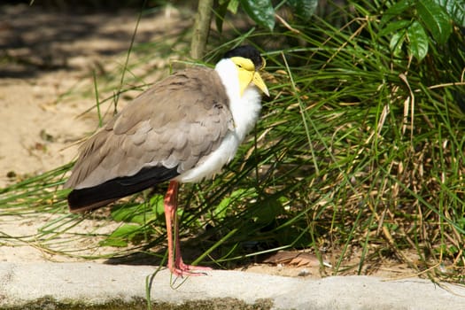 Photo shows a closeup of a wild bird in the wood.