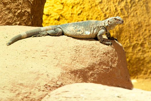 Photo shows a closeup of a wild lizard on the sand.