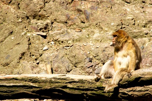 Photo shows a closeup of a wild monkey in the mountains.