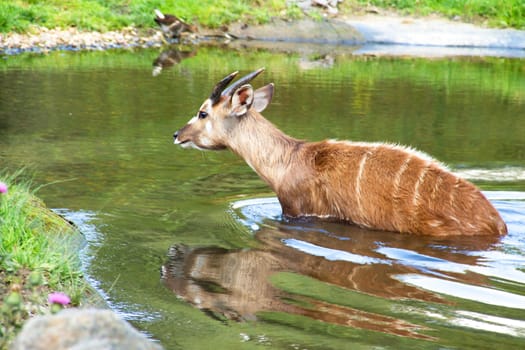 Photo shows a closeup of a wild antelope in the nature.