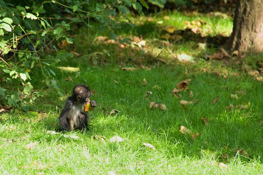 Photo shows a closeup of a wild monkey on the grass.