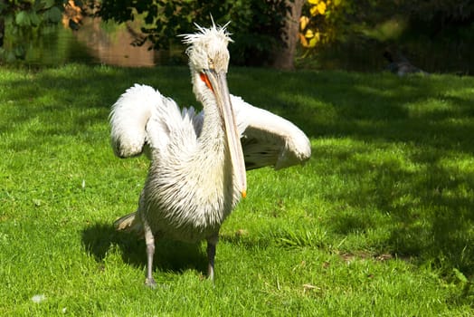 Photo shows a closeup of a wild pelican in the nature.