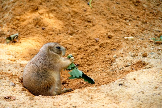 Photo shows a closeup of a black-tailed prairie dog in the nature.