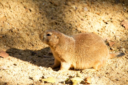 Photo shows a closeup of a black-tailed prairie dog in the nature.