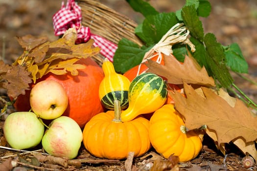 Photo shows a closeup of an autumn various vegetable in the wood.