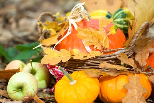 Photo shows a closeup of an autumn various vegetable in the wood.