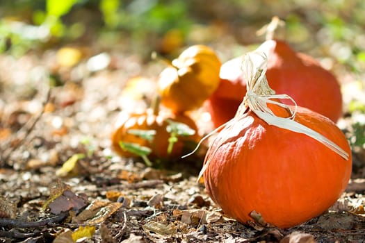 Photo shows a closeup of an autumn various vegetable in the wood.