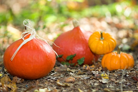 Photo shows a closeup of an autumn various vegetable in the wood.