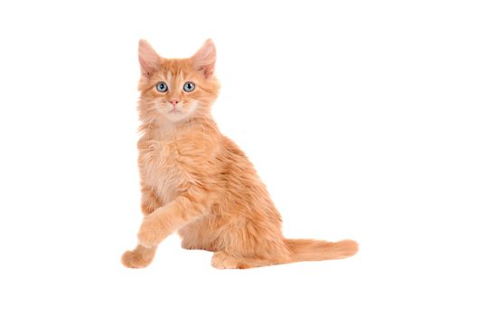 Ginger kitten with wide eyes on a white background
