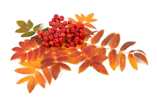 Raceme ripe rowan berries and autumn leaves on a white background