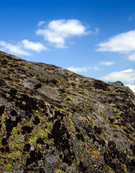 Xanthoria parietina, a foliose, or leafy, lichen also known as golden shield lichen, common orange lichen, yellow scale, maritime sunburst lichen and shore lichen and Trebouxia