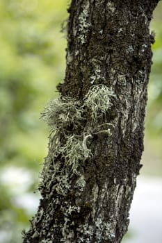 Oak trunk with Lichen