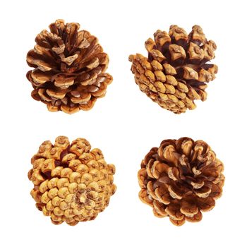 Pine cones isolated on white, clipping path included