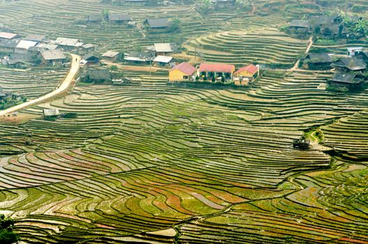 Rice terraces on the mountain in Sapa city