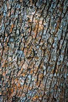 abstract background or texture color of dried up tree bark