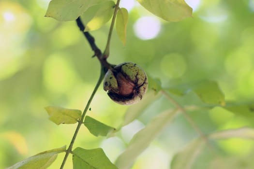 Ripe walnuts popping out of their shell.